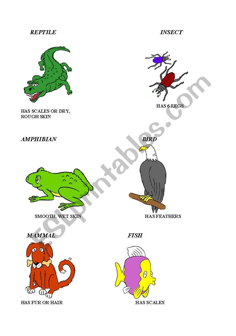 animal classes characteristics
