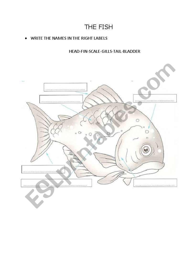 The fish worksheet