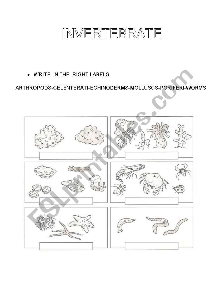 INVERTEBRATE worksheet