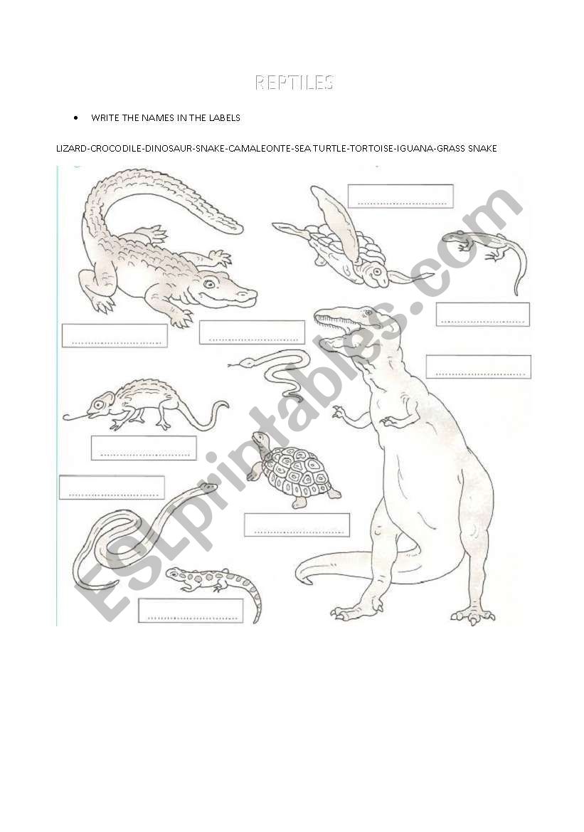 REPTILES worksheet