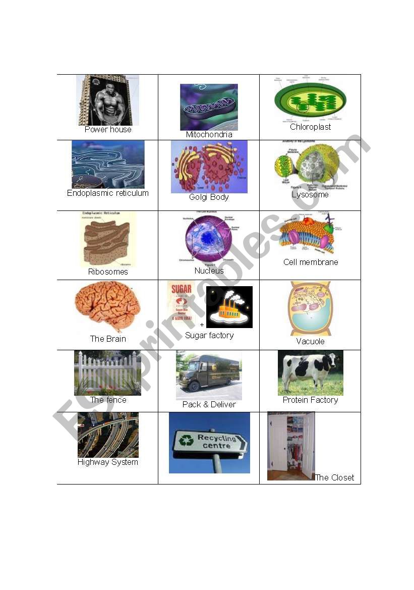 Cell Part Visual Cards worksheet