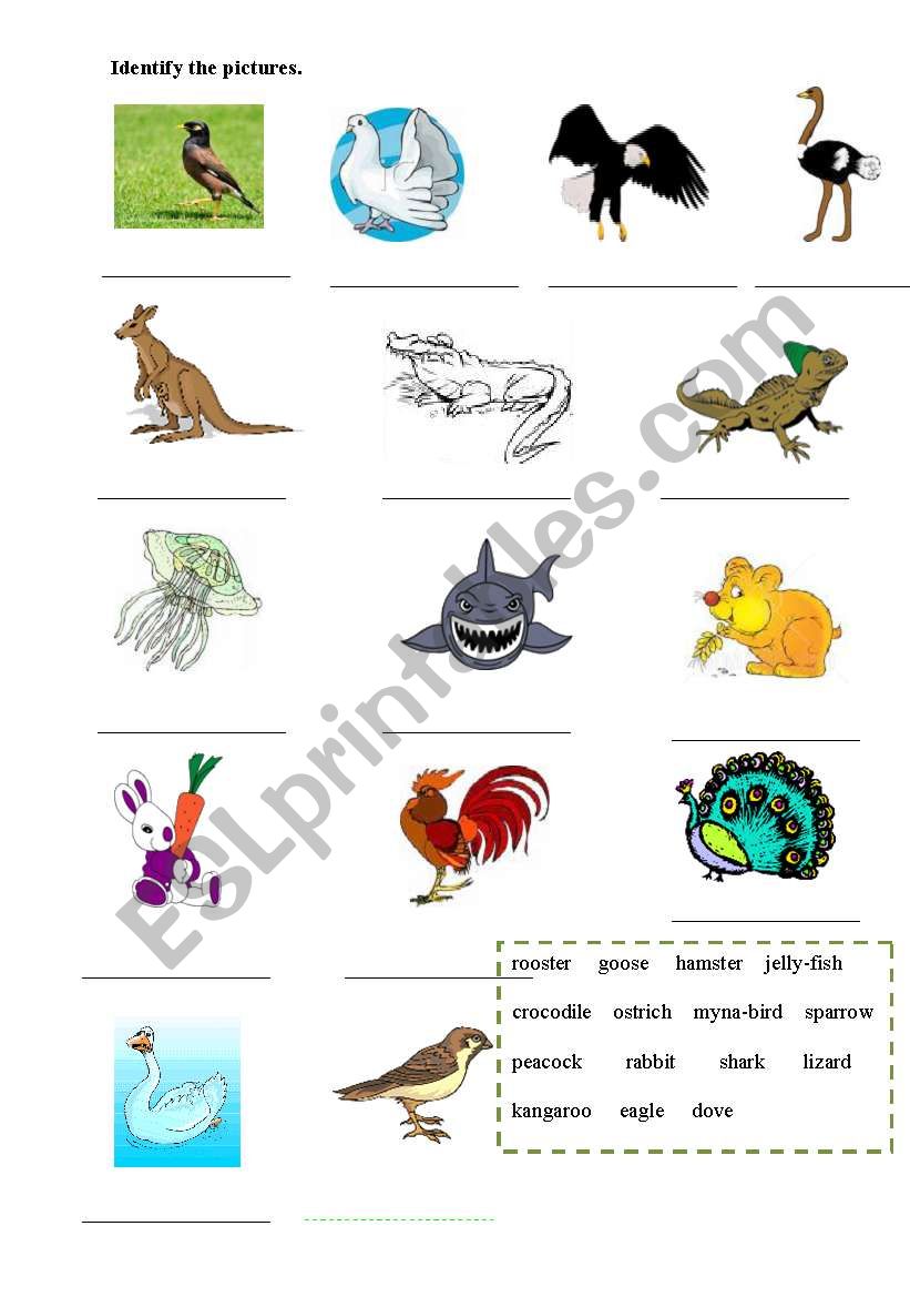 Animals worksheet