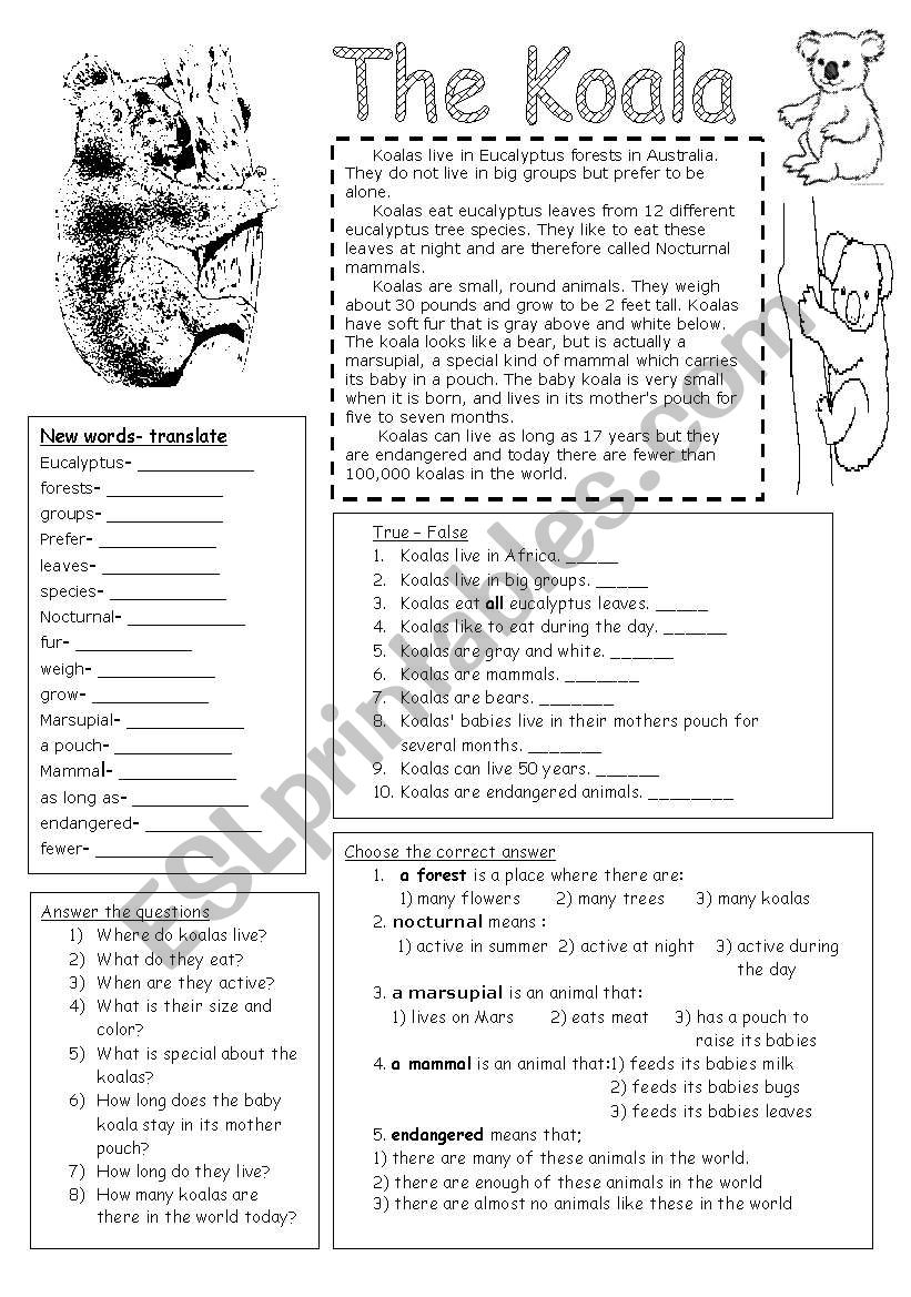 The Koala worksheet