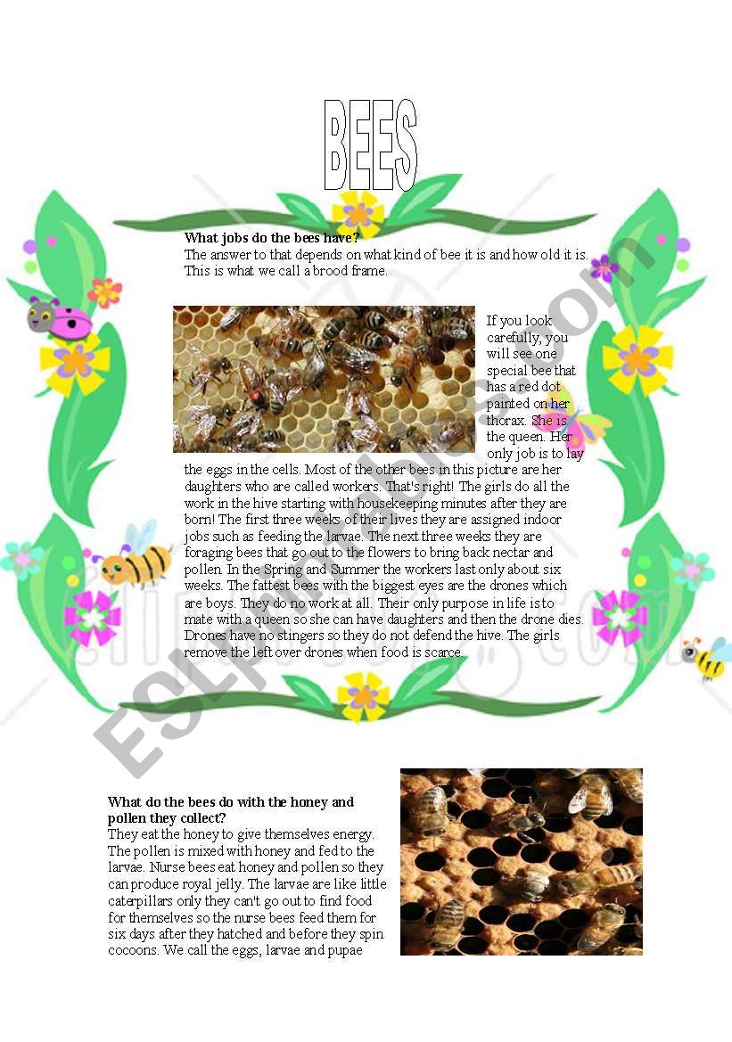 Bees worksheet