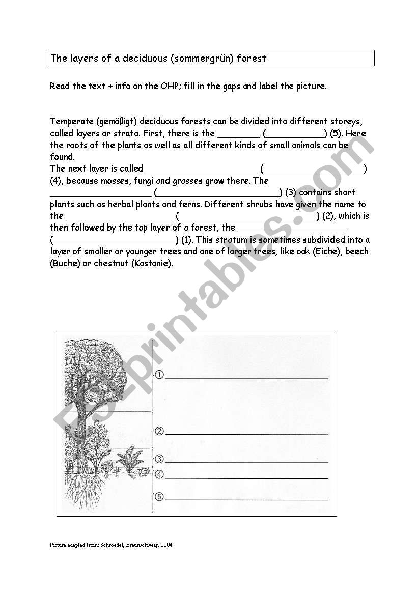 Layers / strata of a deciduous forest (bilingual biology) with key