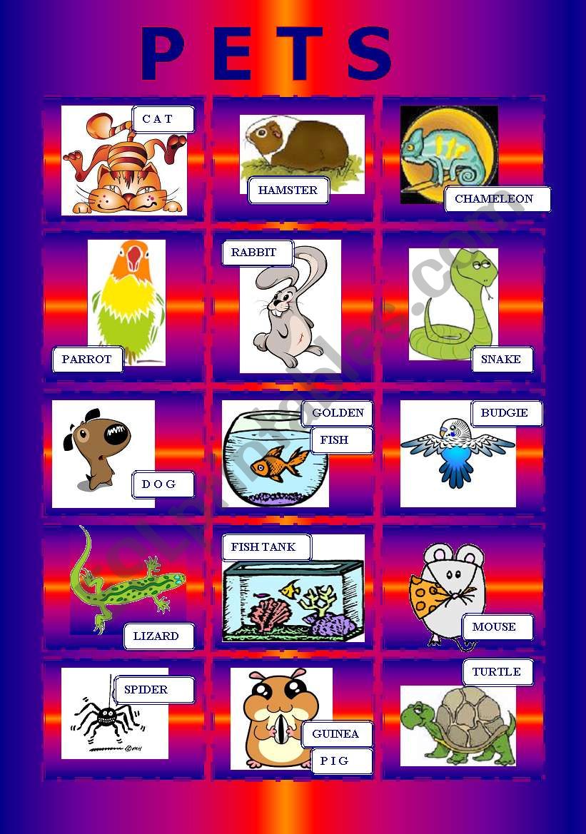 PETS pictionary worksheet