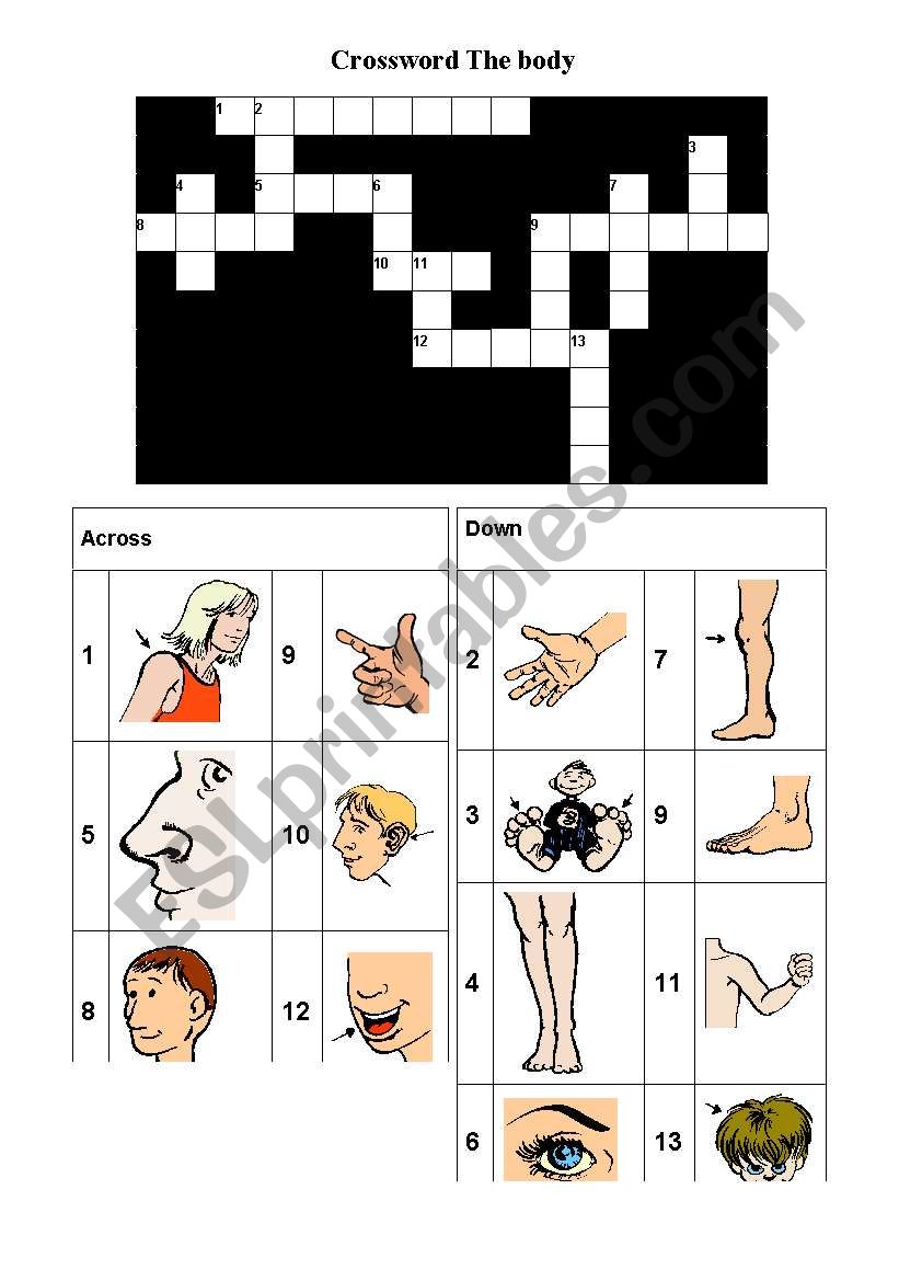 crossword body worksheet