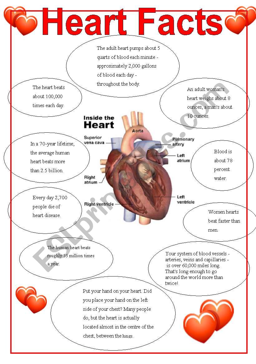 Heart  Facts worksheet