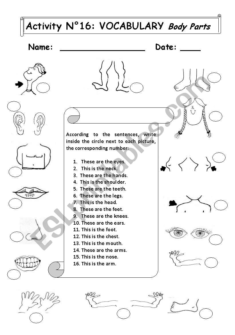 BODY PARTS worksheet