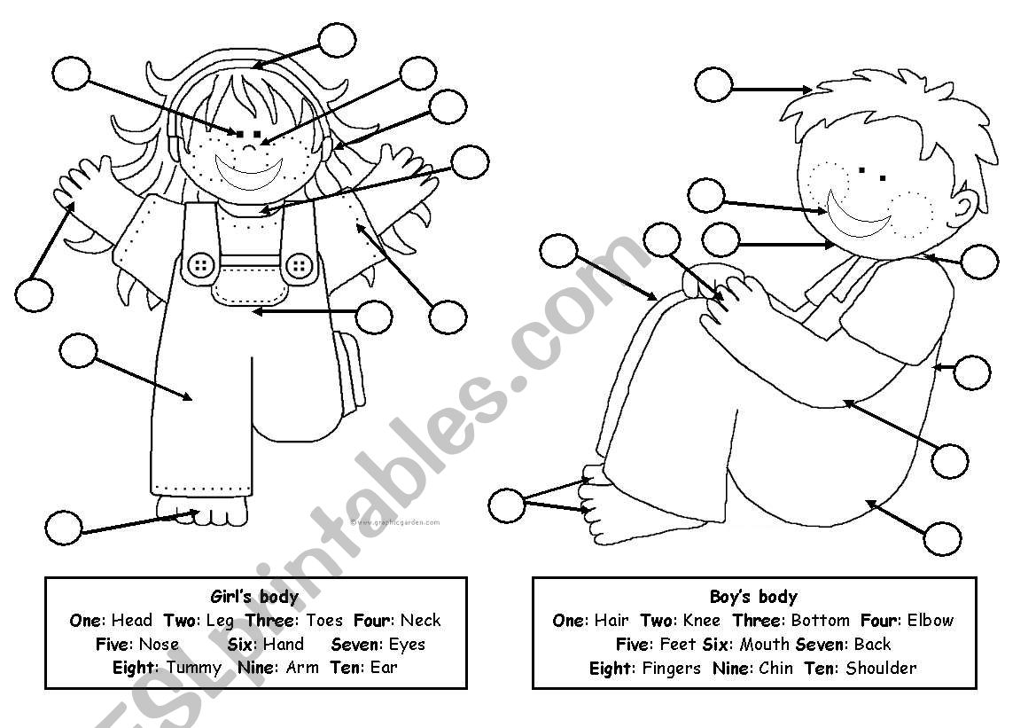 Match and number the parts of the body