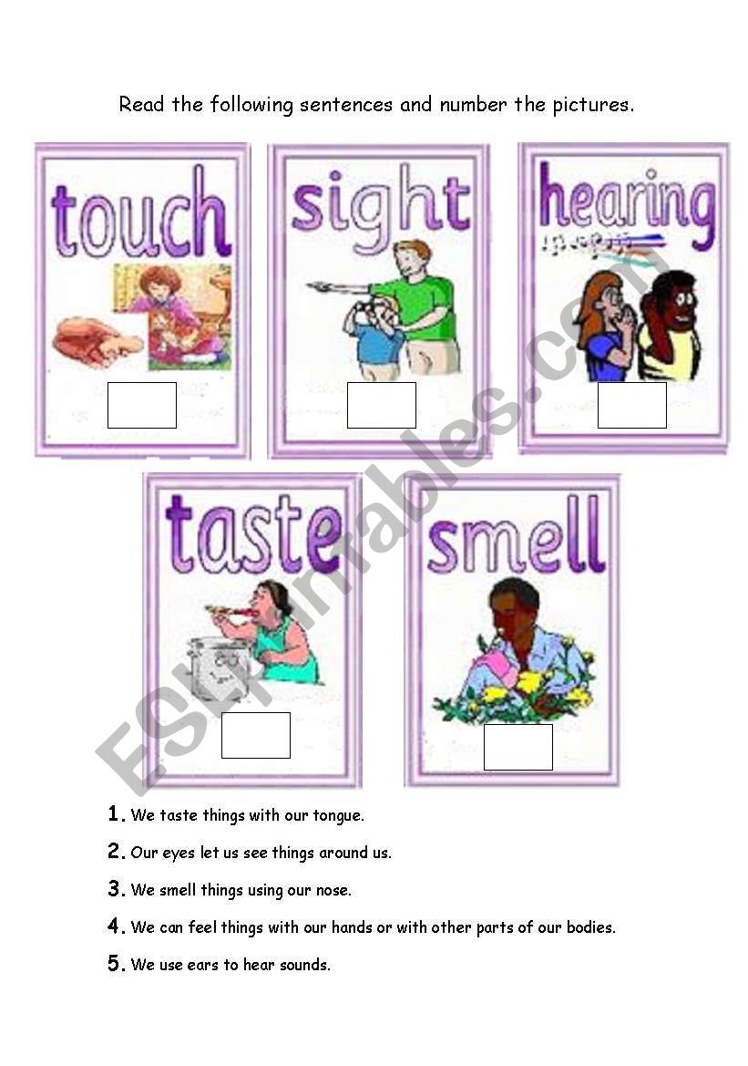 five senses worksheet