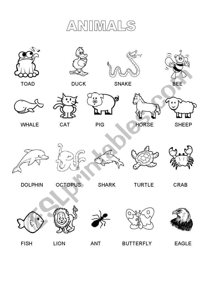 animals worksheet