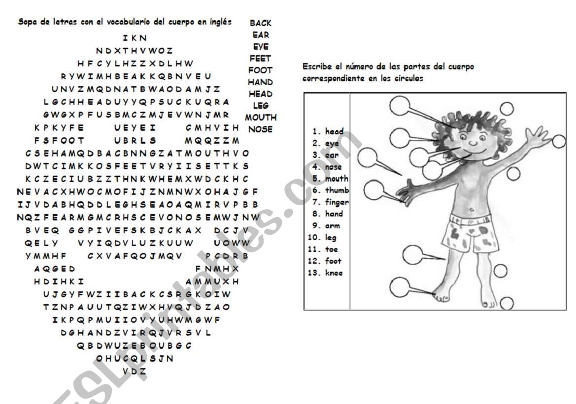 Parts of the body 2 worksheet