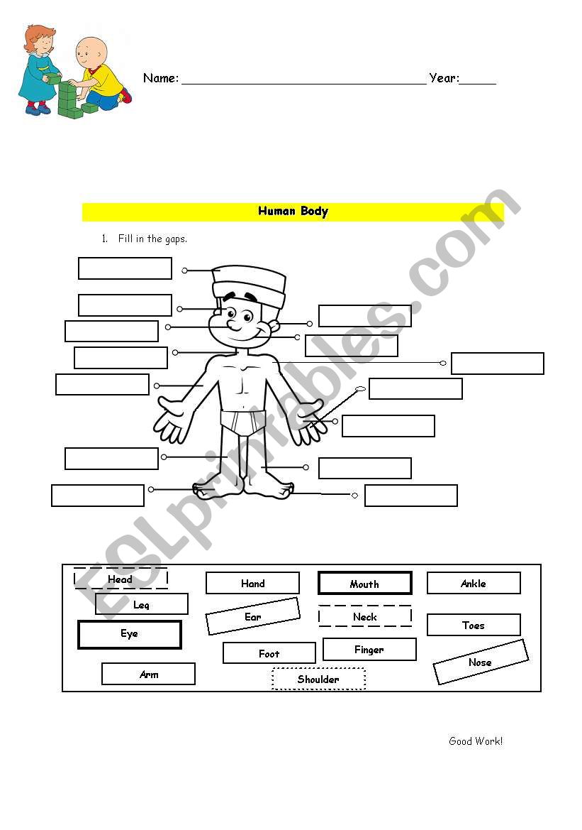 Human Body - Worksheet worksheet