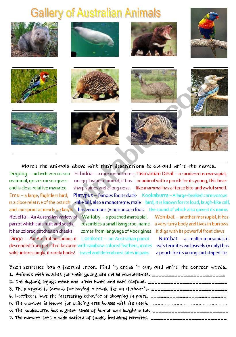 Gallery of Australian Animals worksheet