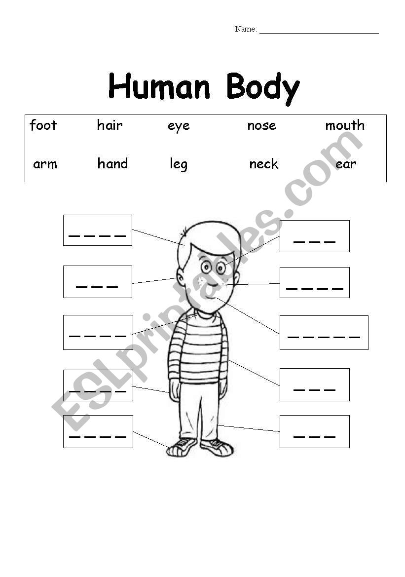 The Human Body worksheet