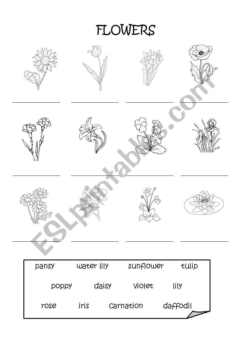Flowers pictionary 1-1 worksheet