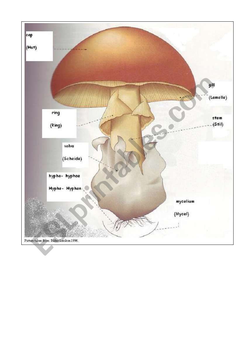 Pictionary mushroom biology (English-German)