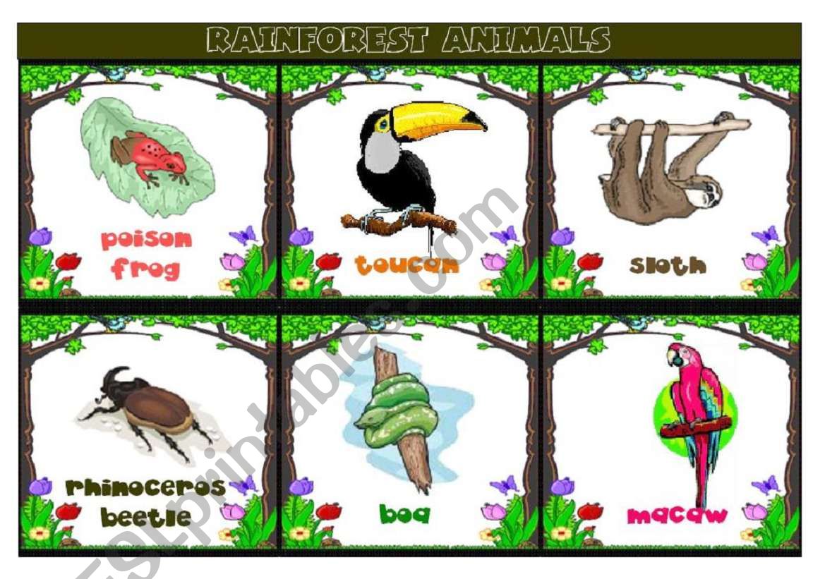 Rainforest animals flashcards worksheet