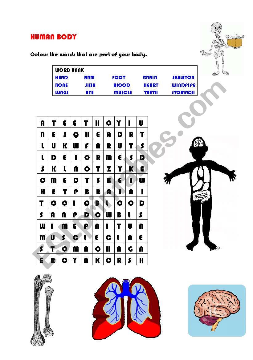 English Worksheets Human Body