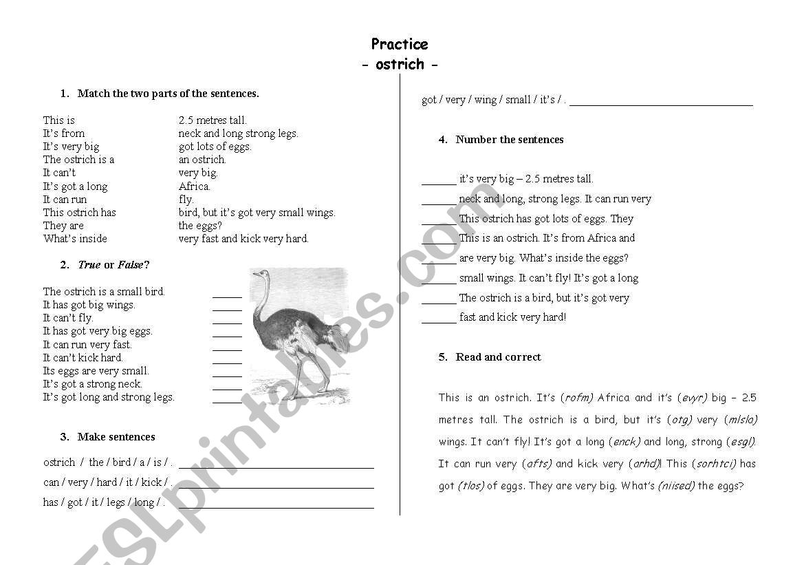 The ostrich worksheet