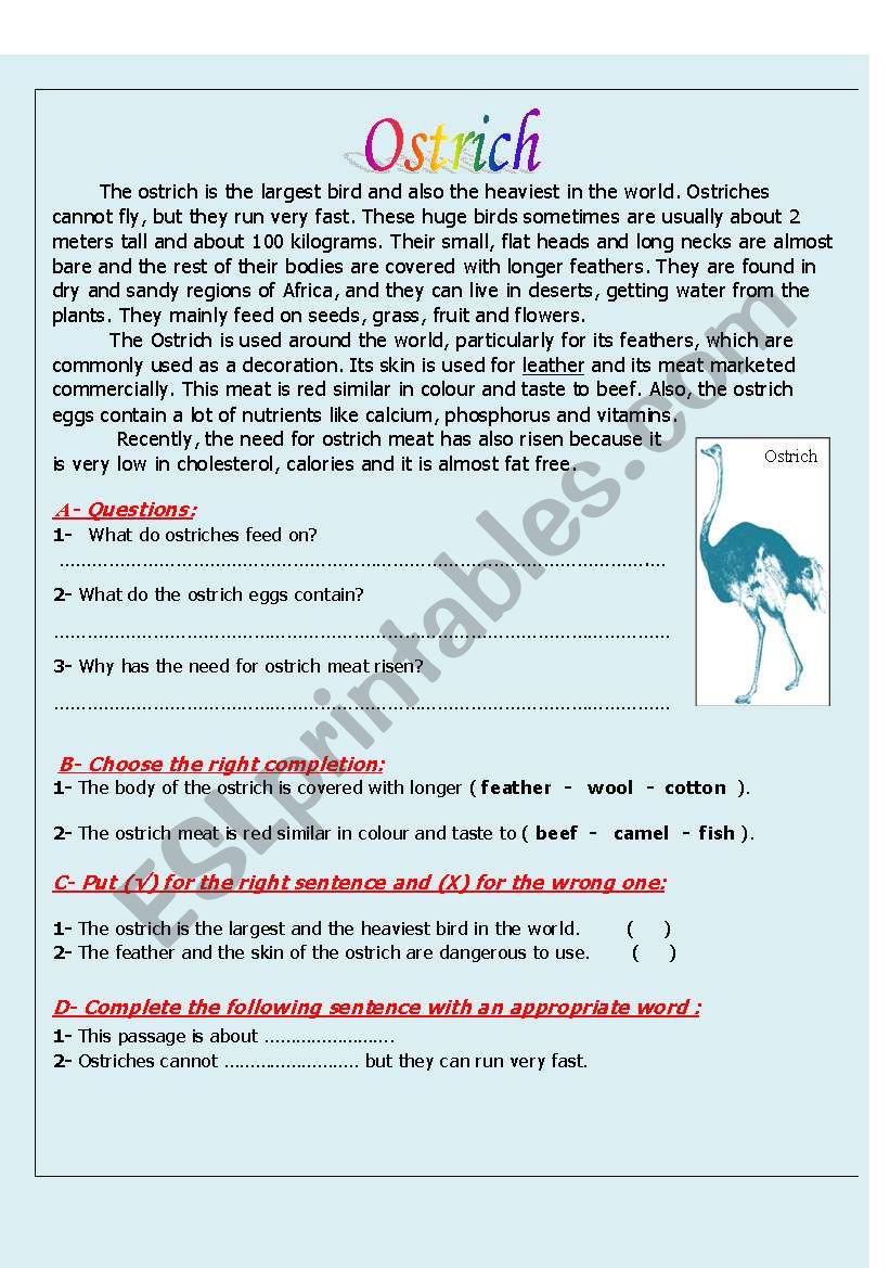 Ostrich worksheet