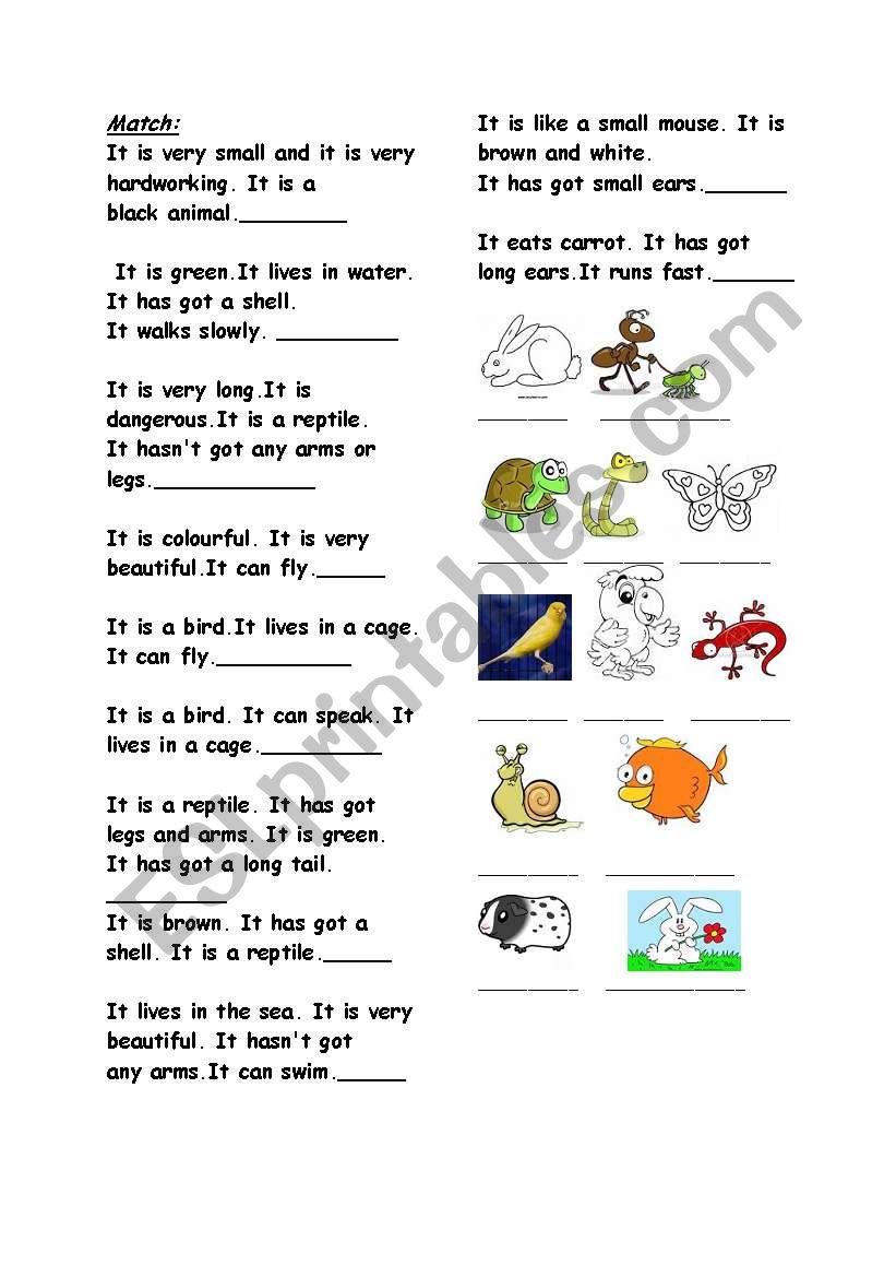 Animals worksheet worksheet