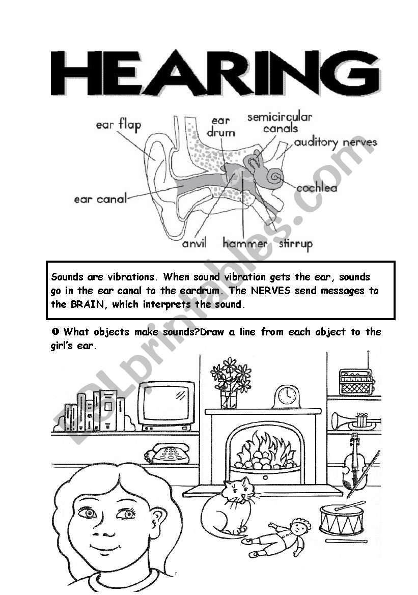 5 senses (4th part) worksheet