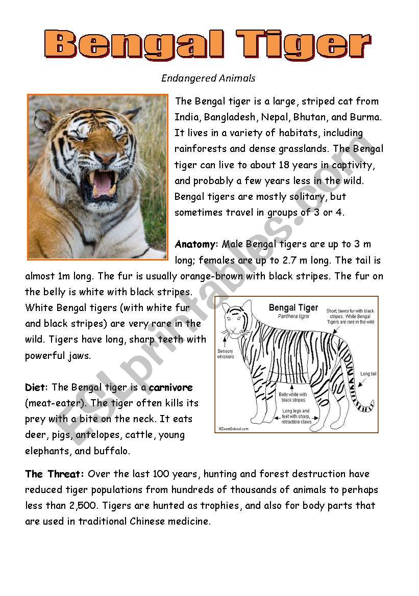 The Bengal Tiger worksheet