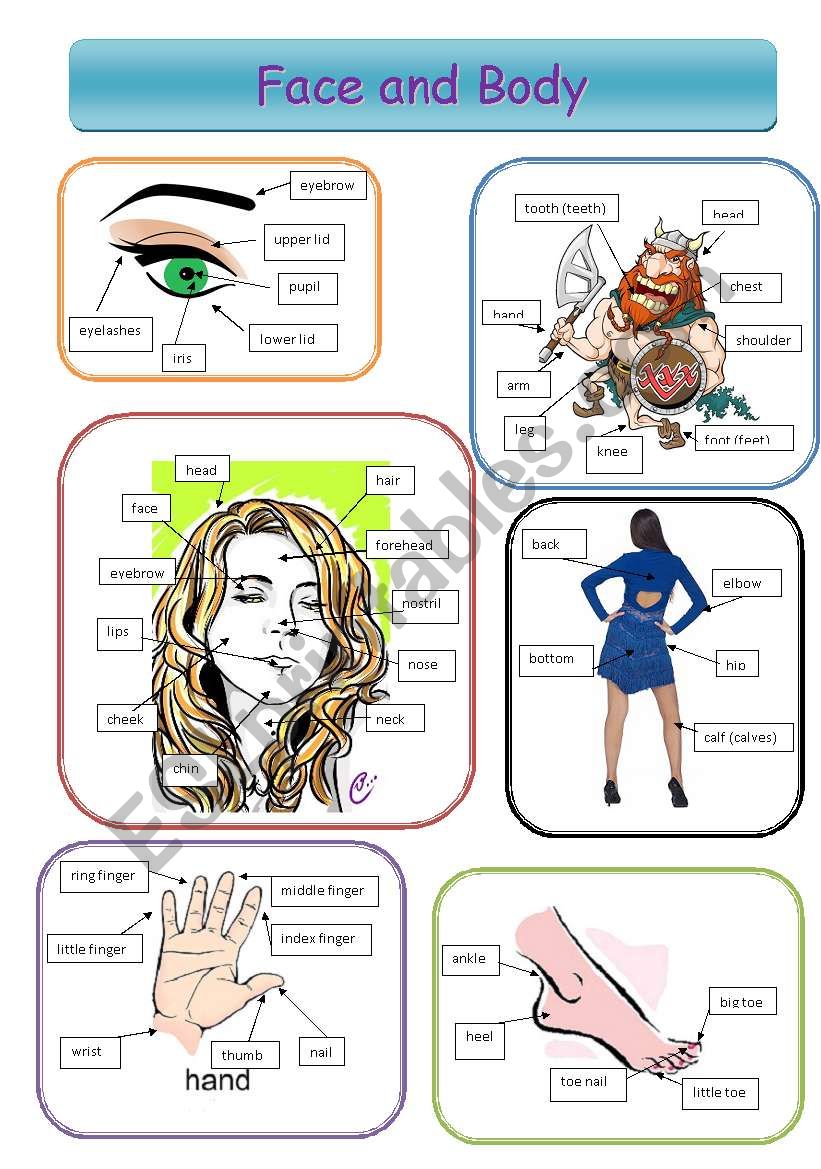 Face and Body Pictionary worksheet