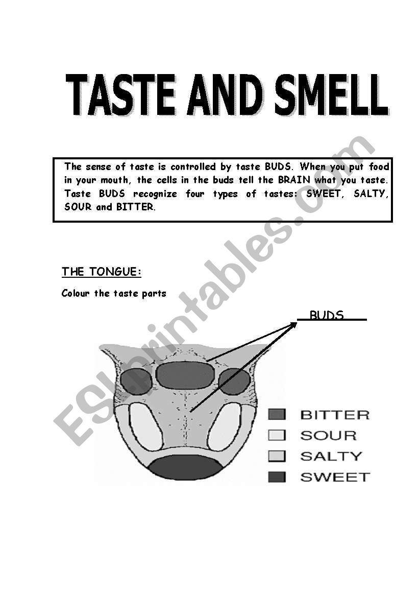 5 senses (8th part) worksheet