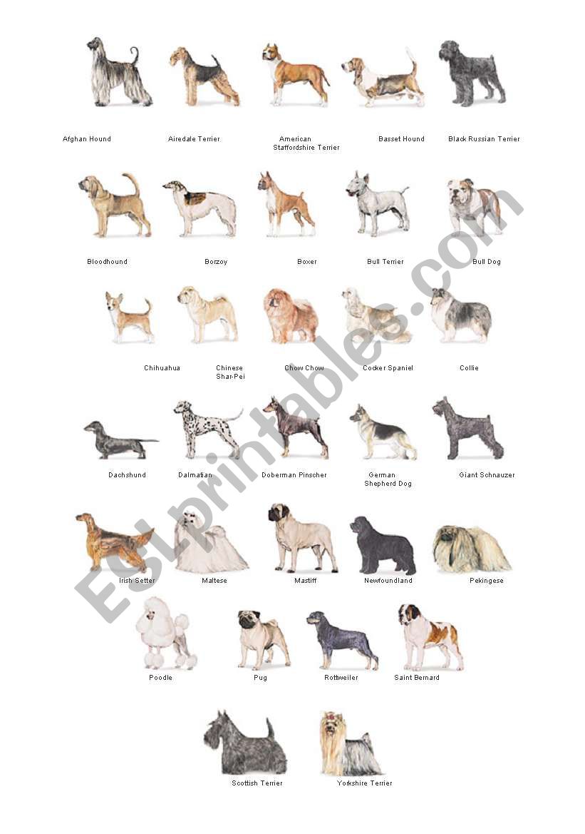 Dogs worksheet