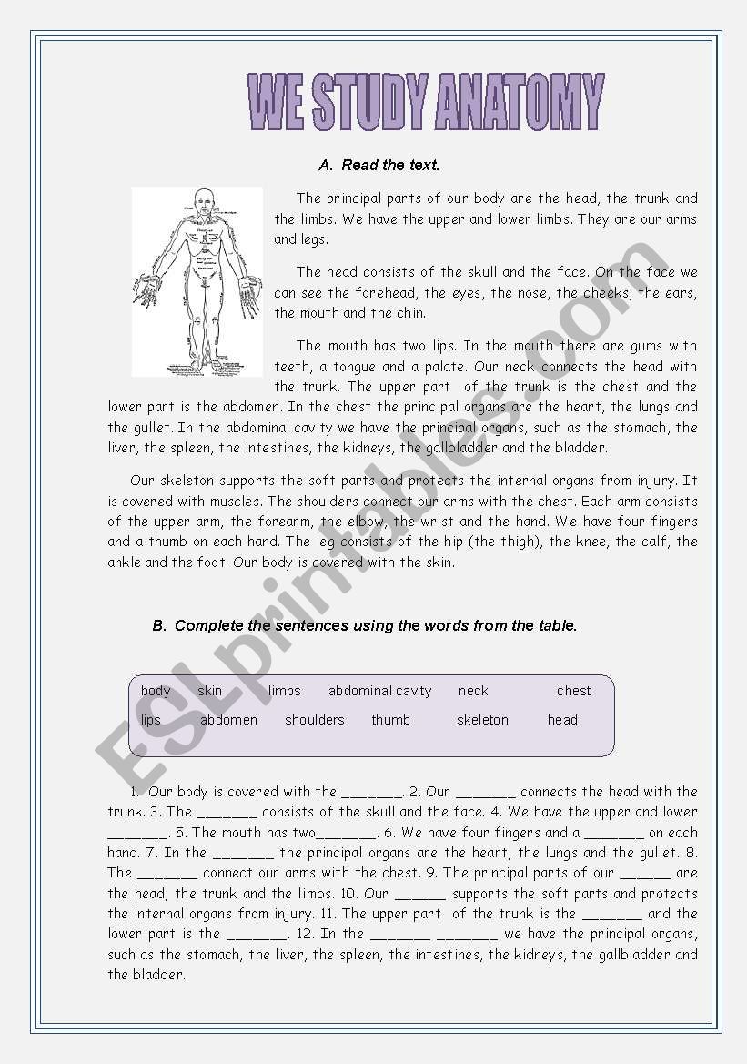 We study Anatomy worksheet