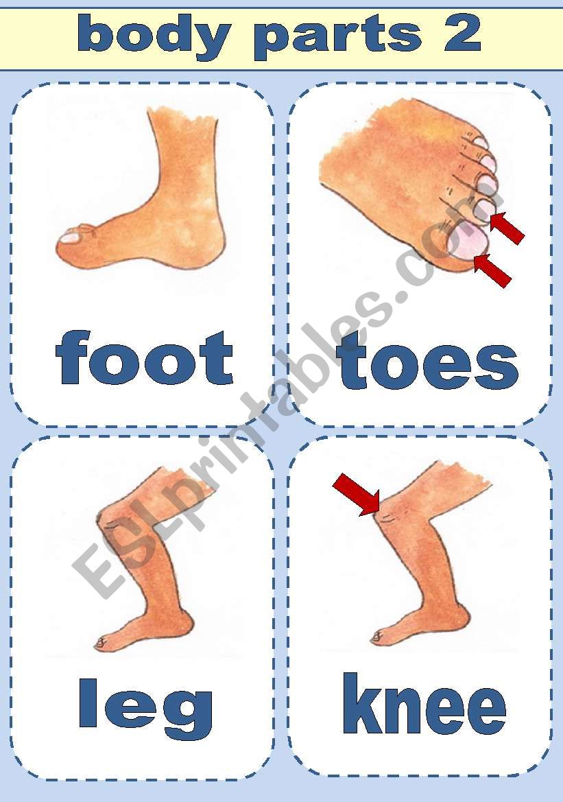 BODY PARTS FLASH-CARDS PART 2 worksheet