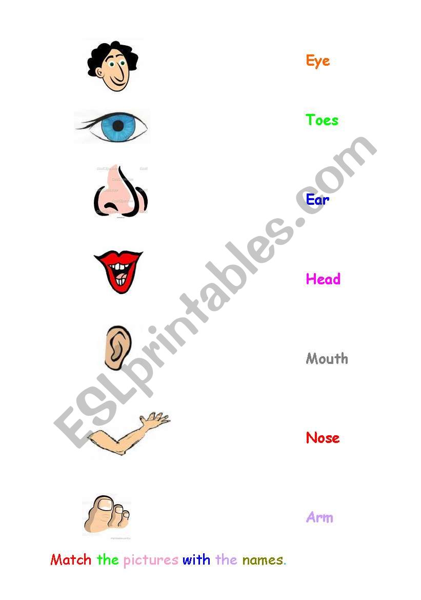 parts of the body worksheet