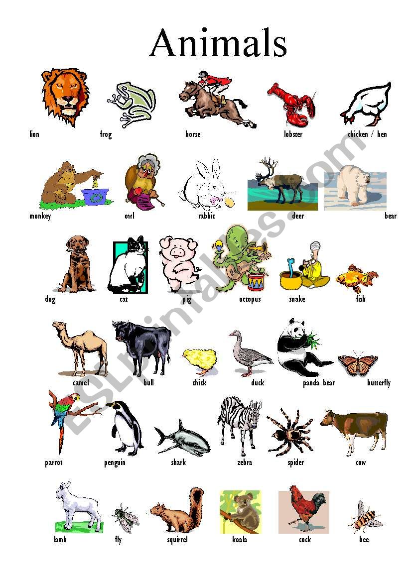 Animals, vocabulary worksheet