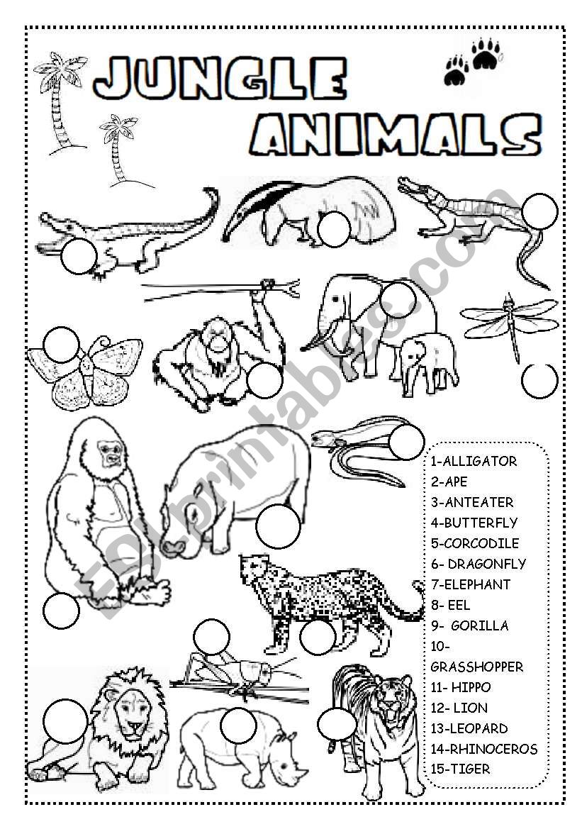 JUNGLE ANIMALS WORKSHEET worksheet