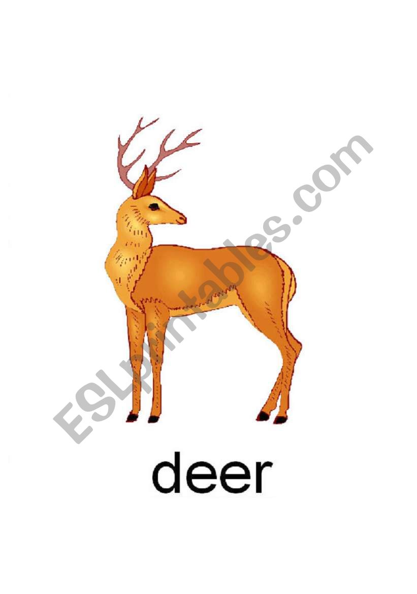 Forest Animals Flashcards worksheet