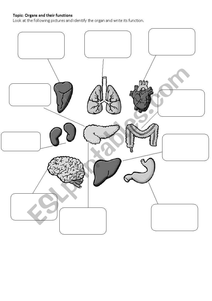 Body Organs  worksheet