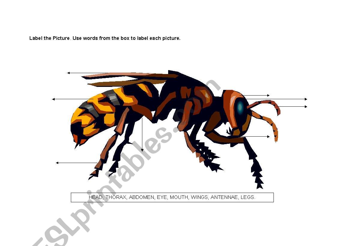 invertebrates 3 worksheet