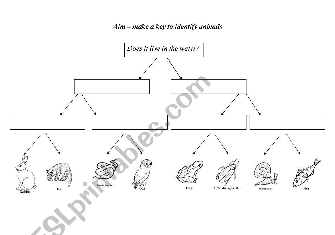 Vertebrates and invertebrates worksheet