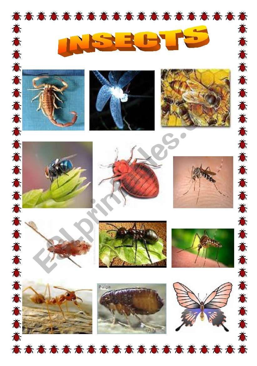 Insects worksheet