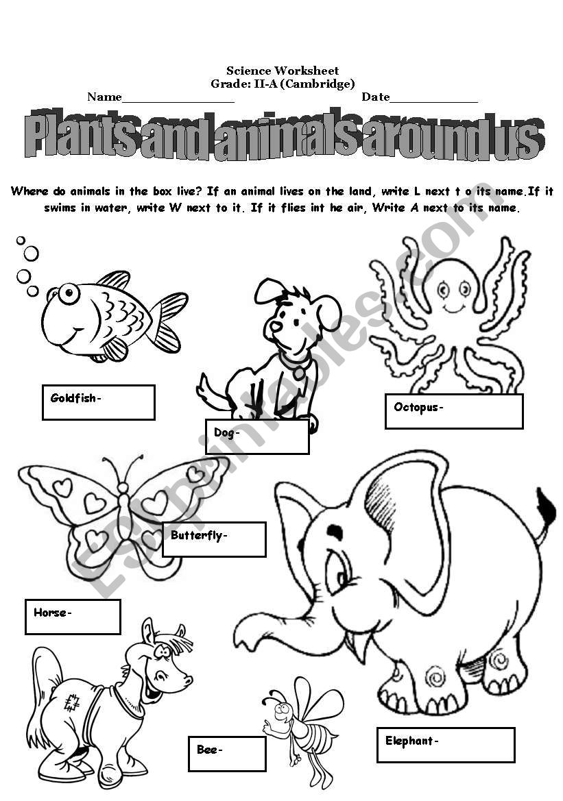 plants and animals around us worksheet