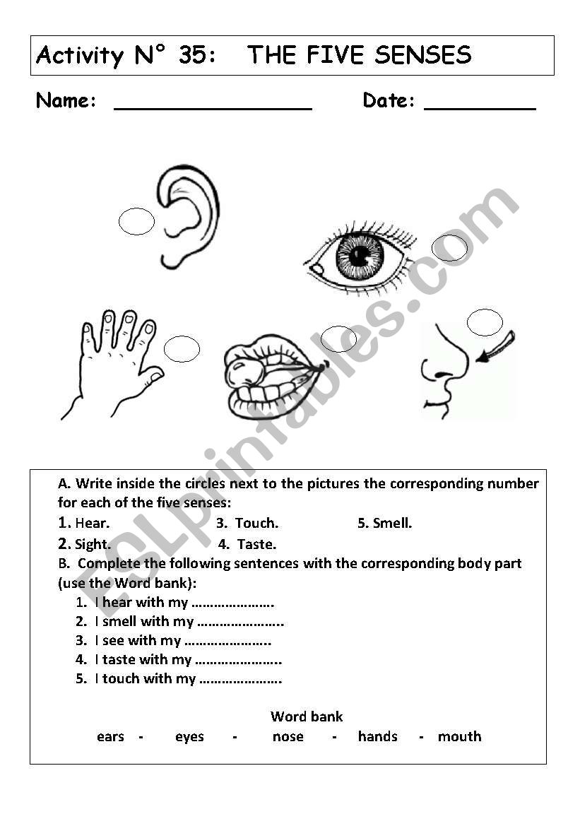 THE FIVE SENSES worksheet