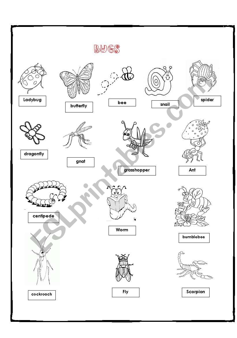 BUGS worksheet