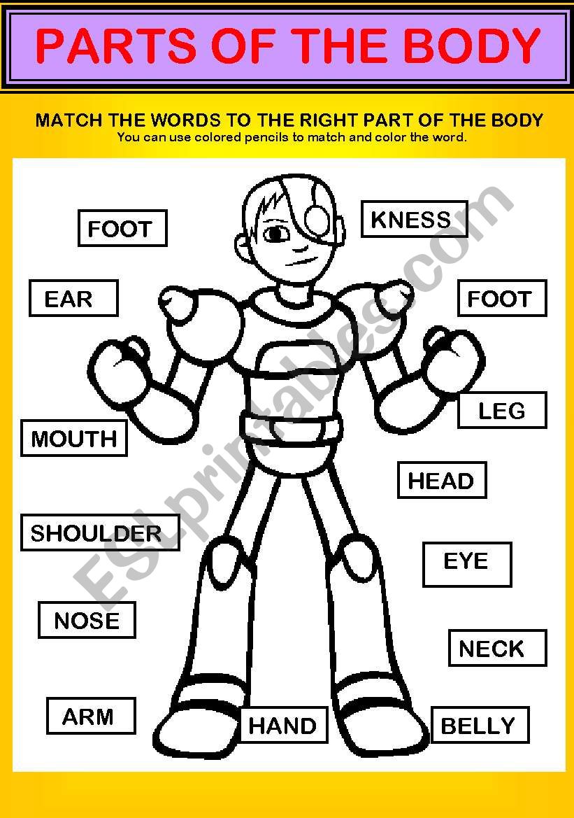 My body worksheet