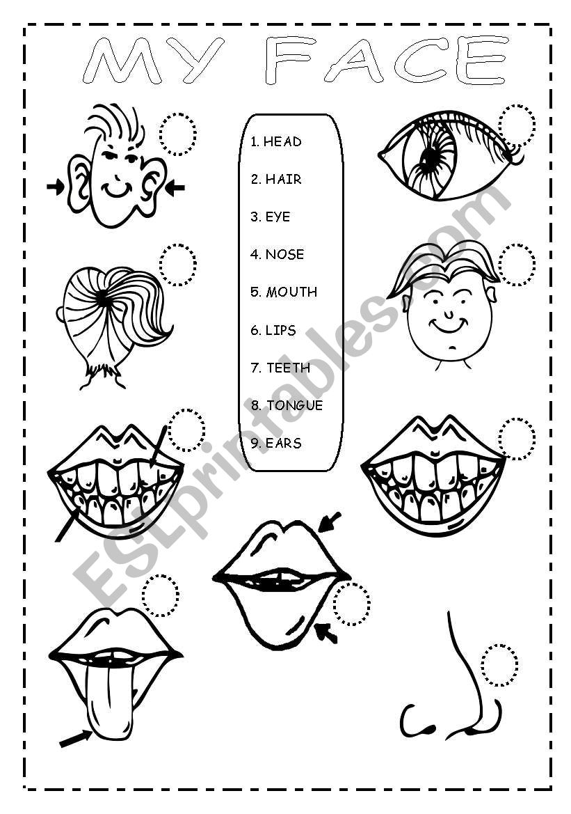 MY FACE worksheet