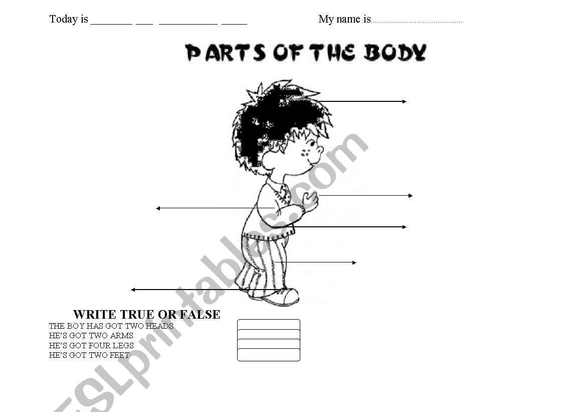 parts of the body worksheet