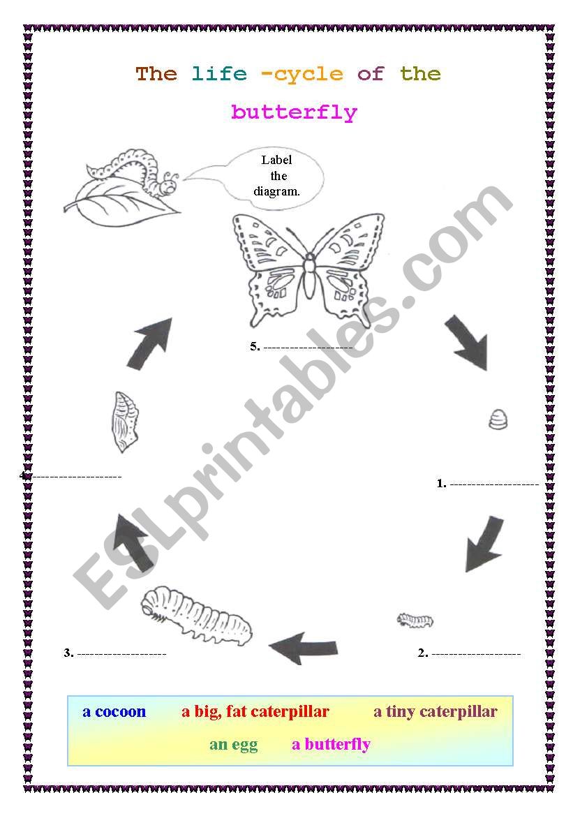 The life cycle of the butterfly