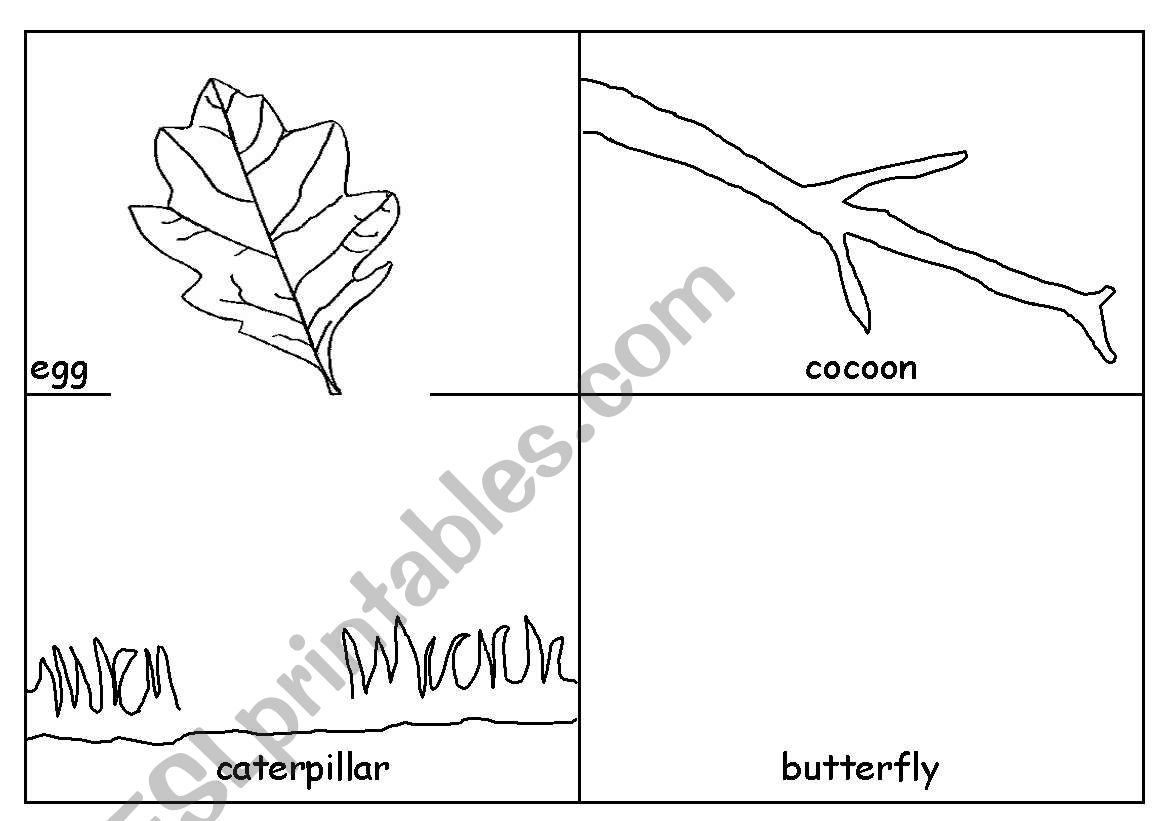 Life cycle of a Butterfly worksheet